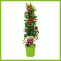 Bild von Kp19 Sundaville Piramide Rood
